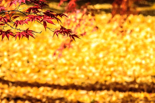 Киото, Япония - 26 ноября 2013 г.: Осенний японский сад с кленом — стоковое фото