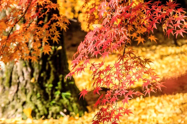 Nacht uitzicht van esdoorn seizoen op vallen, japan — Stockfoto