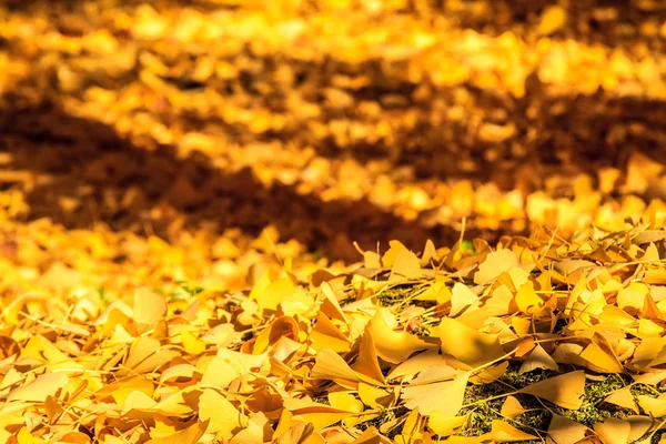 Kyoto, Japón - 26 de noviembre de 2013: Jardín japonés de otoño con arce — Foto de Stock