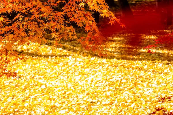 Autumn Japanese garden with maple for adv or others purpose use — Stock Photo, Image