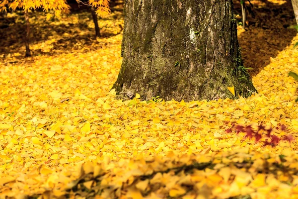 Kyoto, Japón - 26 de noviembre de 2013: Jardín japonés de otoño con arce — Foto de Stock