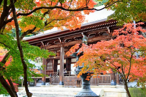 Noční pohled na javorový sezóny na podzim, Japonsko — Stock fotografie