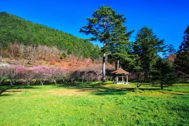 wuling f bahçede güzel sakura
