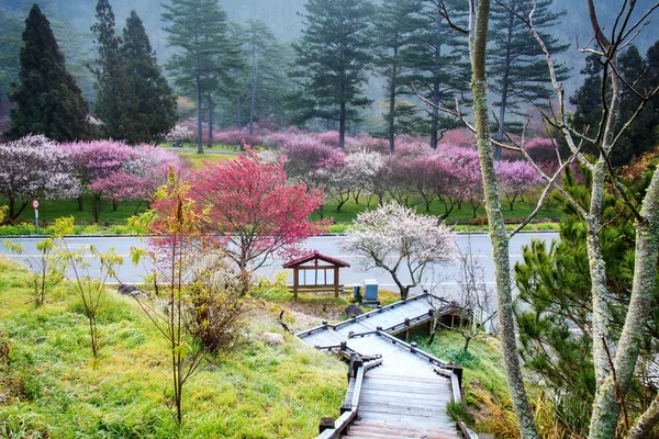 Vackra sakura garden i wuling f — Stockfoto