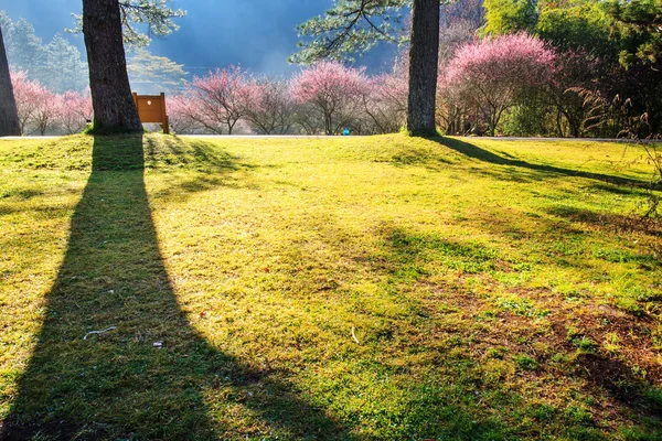 Schöner sakura garten in wuling f — Stockfoto