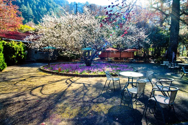 Beautiful Sakura Garden in Wuling F — Stock Photo, Image