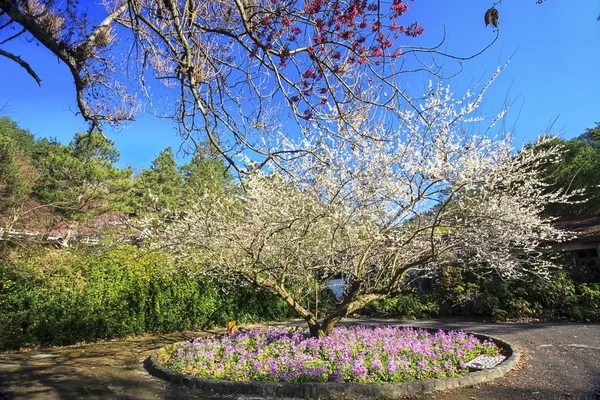 Wuling f bahçede güzel sakura — Stok fotoğraf