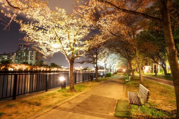 Stagione autunnale di kyoto, Giappone — Foto Stock