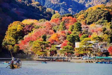 renkli Japon akçaağaç yaprağı