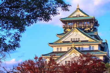 renkli Japon akçaağaç yaprağı