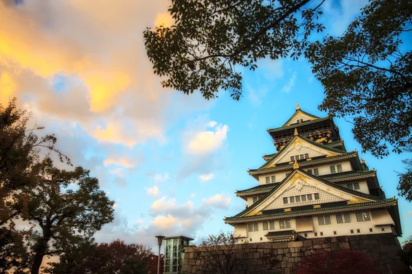 Gekleurde Japans maple leaf — Stockfoto