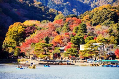 renkli Japon akçaağaç yaprağı