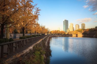 renkli Japon akçaağaç yaprağı