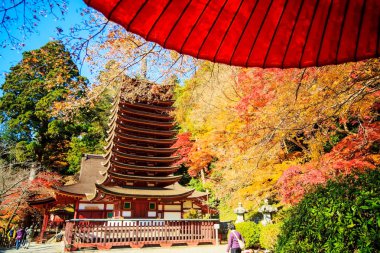 Fushimi Inari sonbahar sezonu