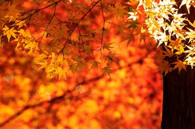 Sonbahar sezonu kyoto, Japonya