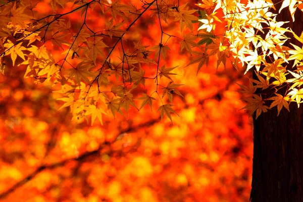秋の京都府, 日本 — ストック写真