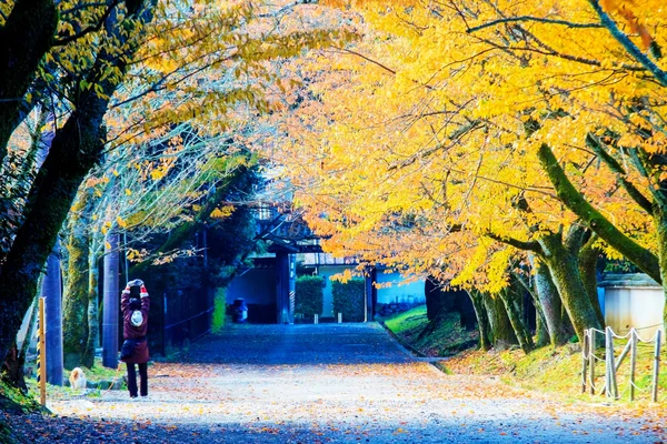 Autumn Japanese garden with maple in Kyoto,Japan — Stock Photo, Image