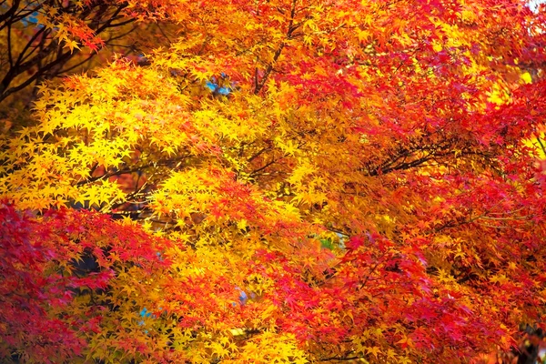 Осінній сезон Кіото, Японія — стокове фото