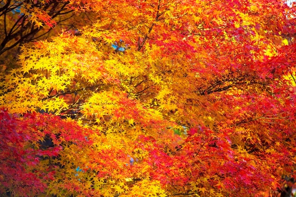 Höstsäsongen i kyoto, japan — Stockfoto