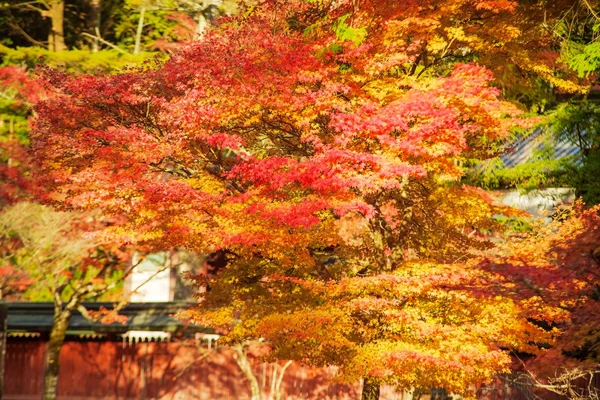 Época de outono de kyoto, Japão — Fotografia de Stock