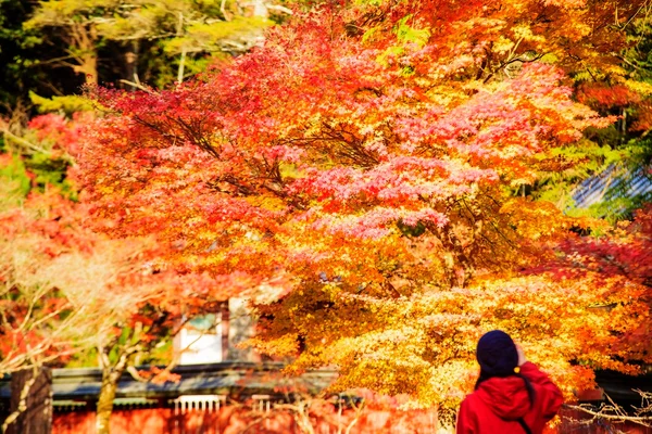 Sonbahar sezonu kyoto, Japonya — Stok fotoğraf