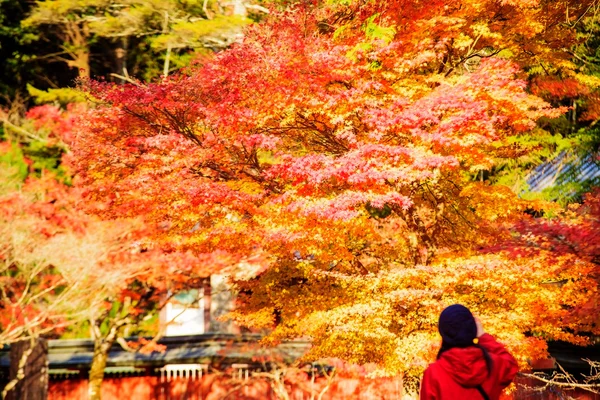 Jingo-ji Kyoto bir Budist Tapınağı var. Bu şehir merkezinde kuzeybatısında Mount Takao üzerinde duruyor. Tapınağın Shingon Budizm için bağlı kalır. — Stok fotoğraf