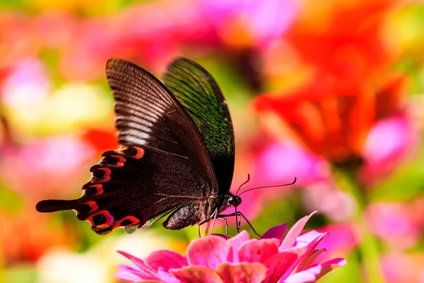 Natura wiosna stokrotka kwiat z motyl — Zdjęcie stockowe