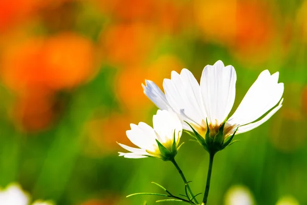 Daisies with nice background — Stock Photo, Image