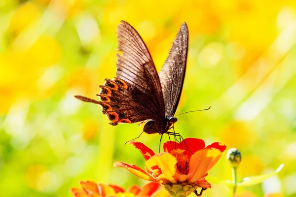 Naturaleza flor de margarita de primavera con mariposa —  Fotos de Stock