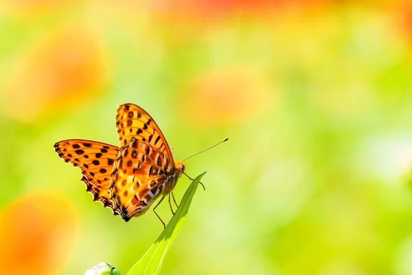 自然春の蝶とデイジーの花 — ストック写真