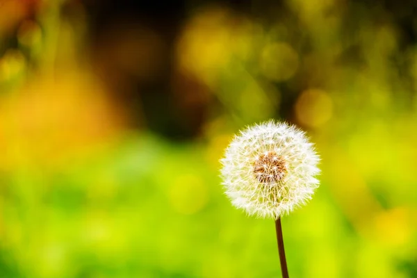 Diente de león — Foto de Stock