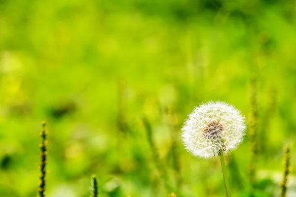 Diente de león — Foto de Stock