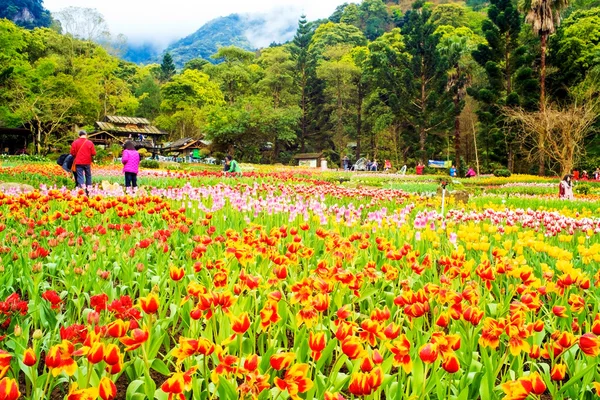 Tulipanes con buen fondo —  Fotos de Stock