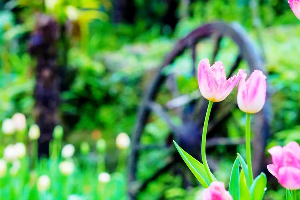 Tulips with nice background — Stock Photo, Image