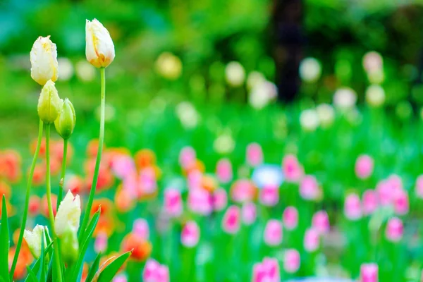 Tulipani con bello sfondo — Foto Stock