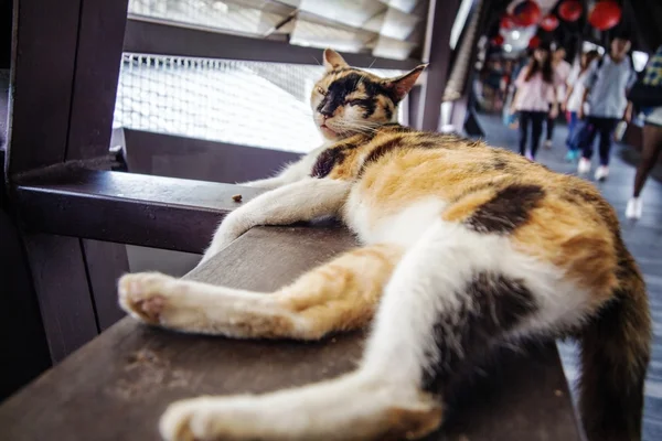 Güzel arka plan ile kedi — Stok fotoğraf