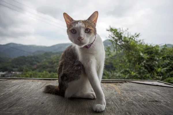 Chat avec un beau fond — Photo