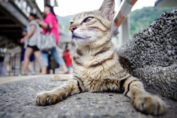 很好的背景的猫 — 图库照片