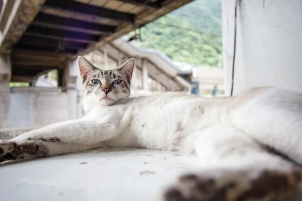 Kat met mooie achtergrond — Stockfoto