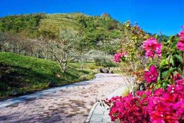 Erik çiçekleri ile mavi gökyüzü arka plan