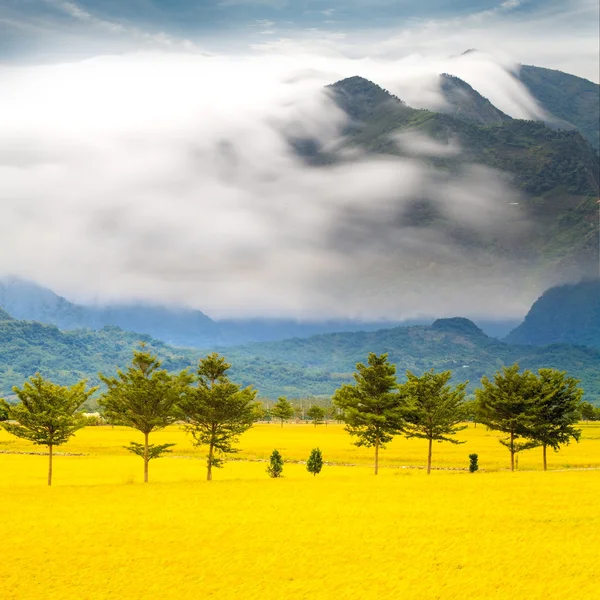 Reisfeld — Stockfoto