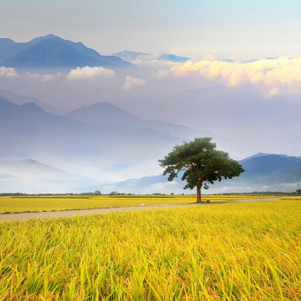 Paddy field — Stock Photo, Image