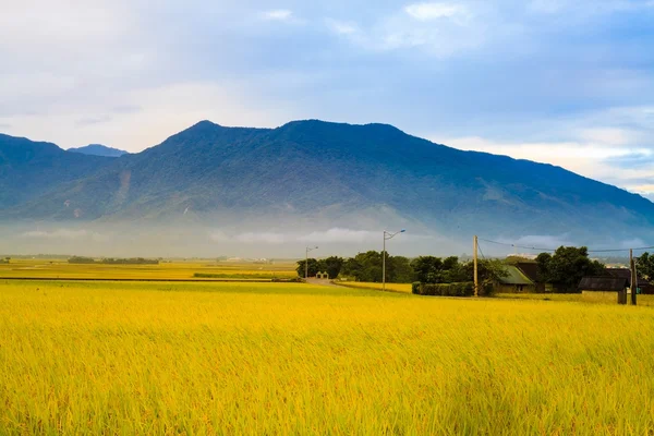 Campo di risaia — Foto Stock