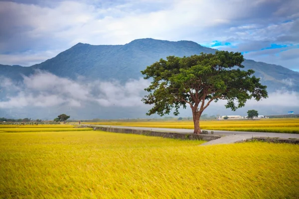 Campo de arroz — Foto de Stock