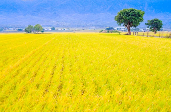 Campo de arroz —  Fotos de Stock