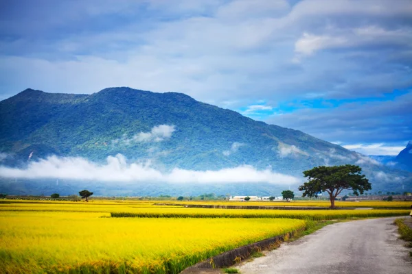 Campo di risaia — Foto Stock