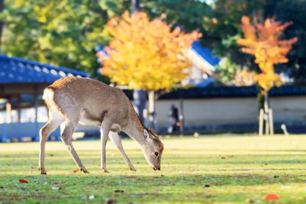 Érable japonais et cerf en automne — Photo