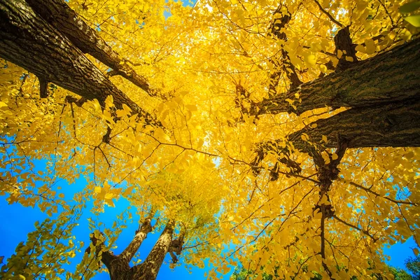 Foglie di Ginkgo colorate di giallo — Foto Stock