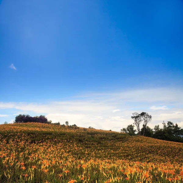Daylily blomma på sextio stone mountain — Stockfoto