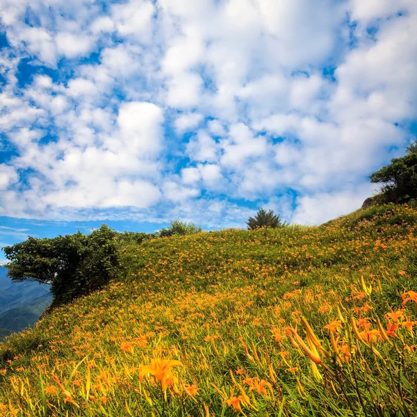 Daylily blomma på sextio stone mountain — Stockfoto